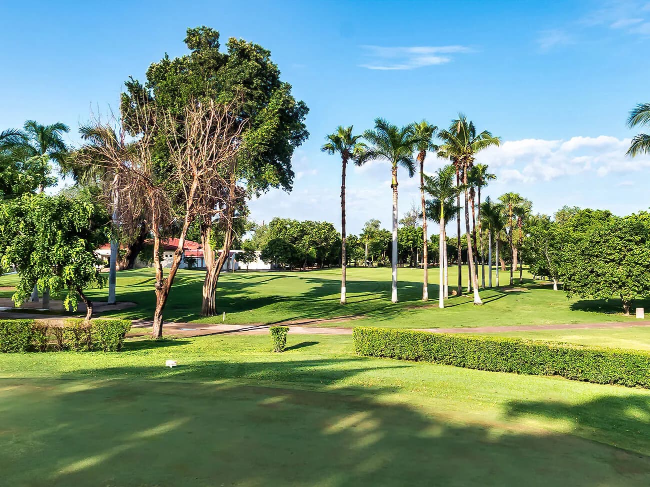 Fairway rodeado de palmeras y árboles.